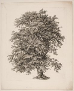 "Études d