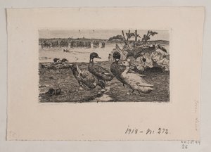 Canards - Søren Lund