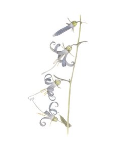 Campanule de Californie, 2015 - Stacy Hsu
