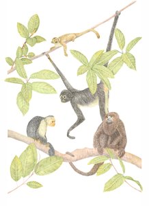 Singe du Costa Rica, 2019 - Stacy Hsu