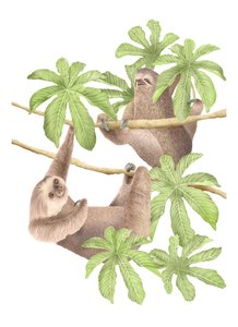 Paresseux du Costa Rica, 2019