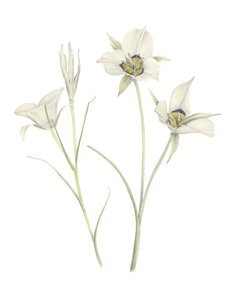 Lys Mariposa - Stacy Hsu