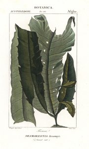 Algue acide ou cheveux de sirène, Desmarestia dresnayi - Stanghi Stanghi