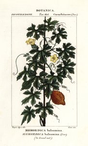Concombre africain, Momordica balsamina - Stanghi Stanghi