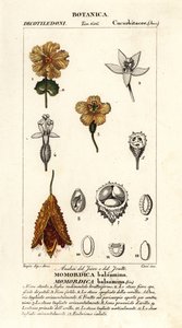 Concombre africain, Momordica balsamina