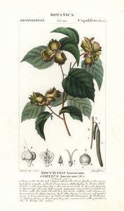 Corylus americana - Stanghi Stanghi