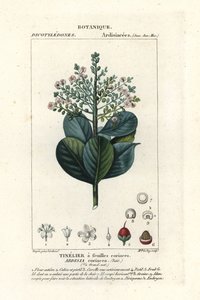 Ardisia coriacea - Stanghi Stanghi