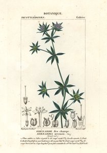 Sherardia arvensis - Stanghi Stanghi