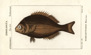 Kyphosus vaigiensis - Stanghi Stanghi