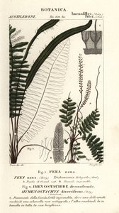 Fougère à soies, Trichomanes botryoides - Stanghi Stanghi