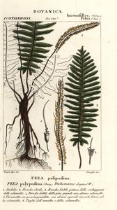 Fougère à soies, Trichomanes elegans - Stanghi Stanghi