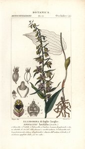 Orchidée à larges feuilles, Epipactis helleborine