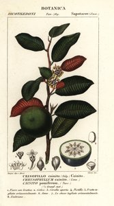 Cainito, Chrysophyllum cainito - Stanghi Stanghi
