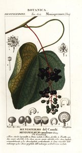 Lune canadienne, Menispermum canadense
