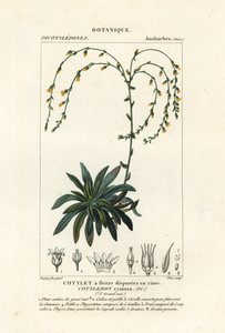 Dudleya cymosa - Stanghi Stanghi