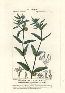Mauvaise herbe grossière, Opercularia aspera - Stanghi Stanghi