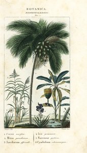 Noix de coco, banane, canne à sucre, etc. - Stanghi Stanghi