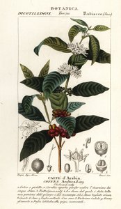Café, Coffea arabica