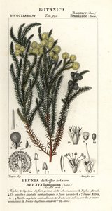Berzelia lanuginosa