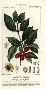 Cornouiller mâle, Cornus mas - Stanghi Stanghi