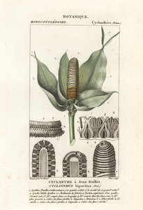 Cyclanthus bipartitus - Stanghi Stanghi