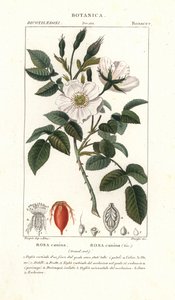 Églantier, Rosa canina - Stanghi Stanghi