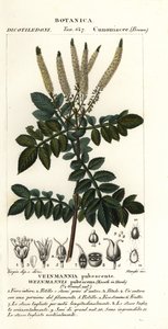 Weinmannia pubescens - Stanghi Stanghi