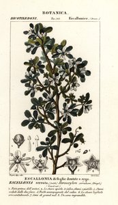 Escallonia serrata - Stanghi Stanghi