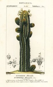 Euphorbia officinarum