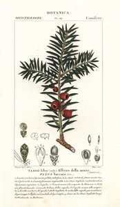 If européen, Taxus baccata - Stanghi Stanghi