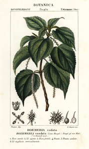 Fausse ortie, Boehmeria caudata - Stanghi Stanghi