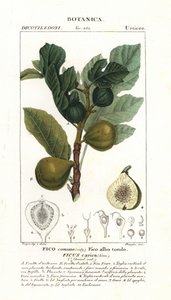 Figuier et fruit, Ficus carica - Stanghi Stanghi