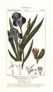 Iris florentin, Iris germanica var florentina