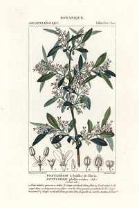 Fontanesia phillyreoides - Stanghi Stanghi