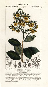 Gomphia nitida - Stanghi Stanghi
