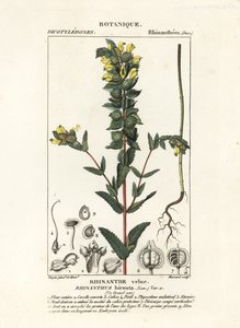 Rhinanthe crête-de-coq, Rhinanthus alectorolophus - Stanghi Stanghi