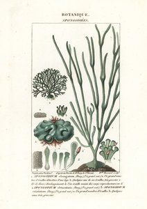 Algues vertes Spongodium
