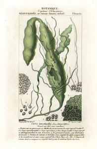 Ulva intestinalis - Stanghi Stanghi