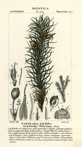 Mousse de pomme de Haller, Bartramia halleriana