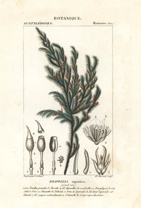 Mousse aquatique Hedwigia - Stanghi Stanghi