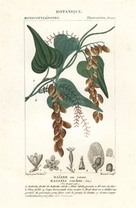 Arbre Himber, Rajania cordata