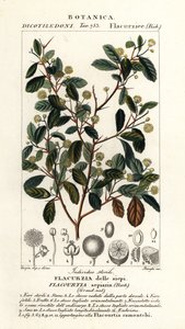 Prunier indien, Flacourtia indica - Stanghi Stanghi