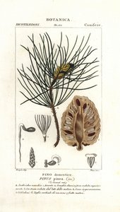 Pin parasol, Pinus pinea - Stanghi Stanghi
