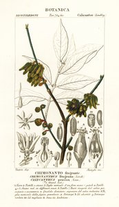 Chimonanthus praecox - Stanghi Stanghi