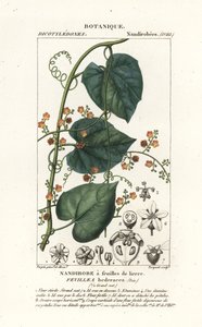 Javillo ou antidote caccoon, Fevillea cordifolia