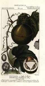 Javillo ou fruit antidote caccoon, Fevillea cordifolia - Stanghi Stanghi