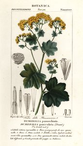 Jungia paniculata - Stanghi Stanghi