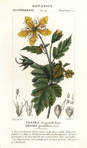 Loasea grandiflora - Stanghi Stanghi