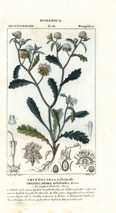 Madame gorgone, Acicarpha tribuloides