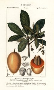 Arbre Mahuwa, Madhuca longifolia